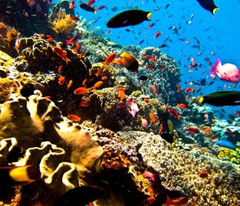 Data About Scuba Diving in Bali